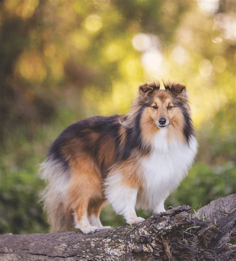 sheltie information and facts.